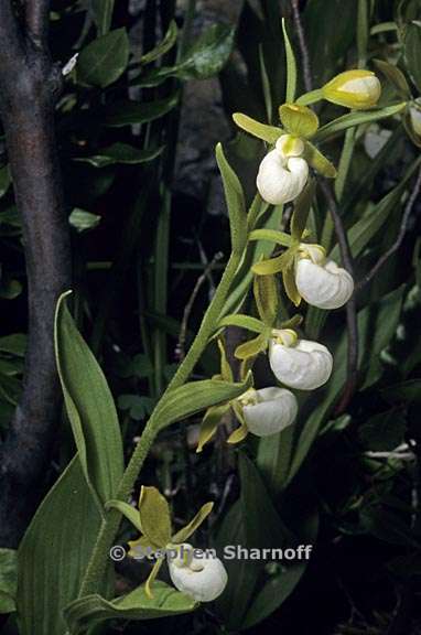 cypripedium californicum 2 graphic